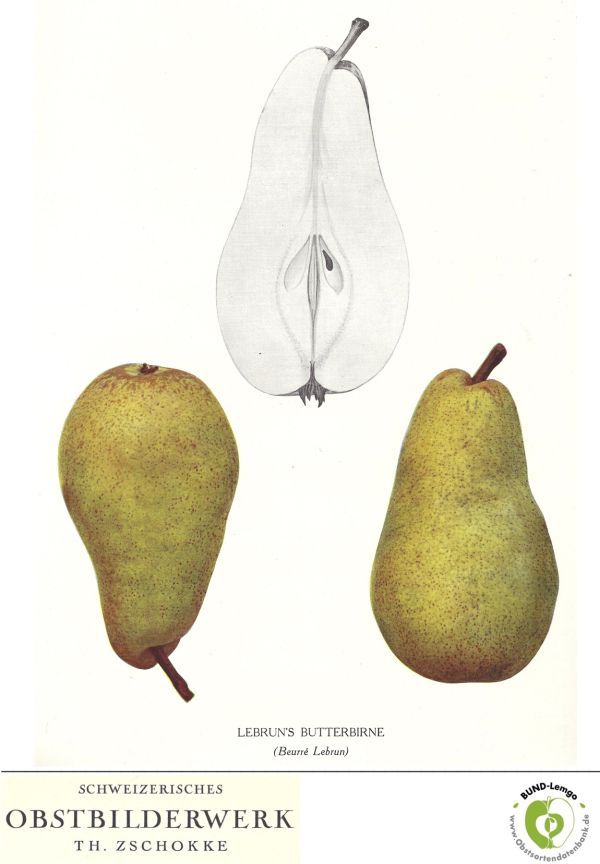 Pyrus com.'Lebruns Butterbirne'        CAC
