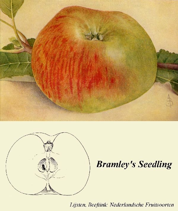 Malus 'Bramleys Sämling'               CAC
