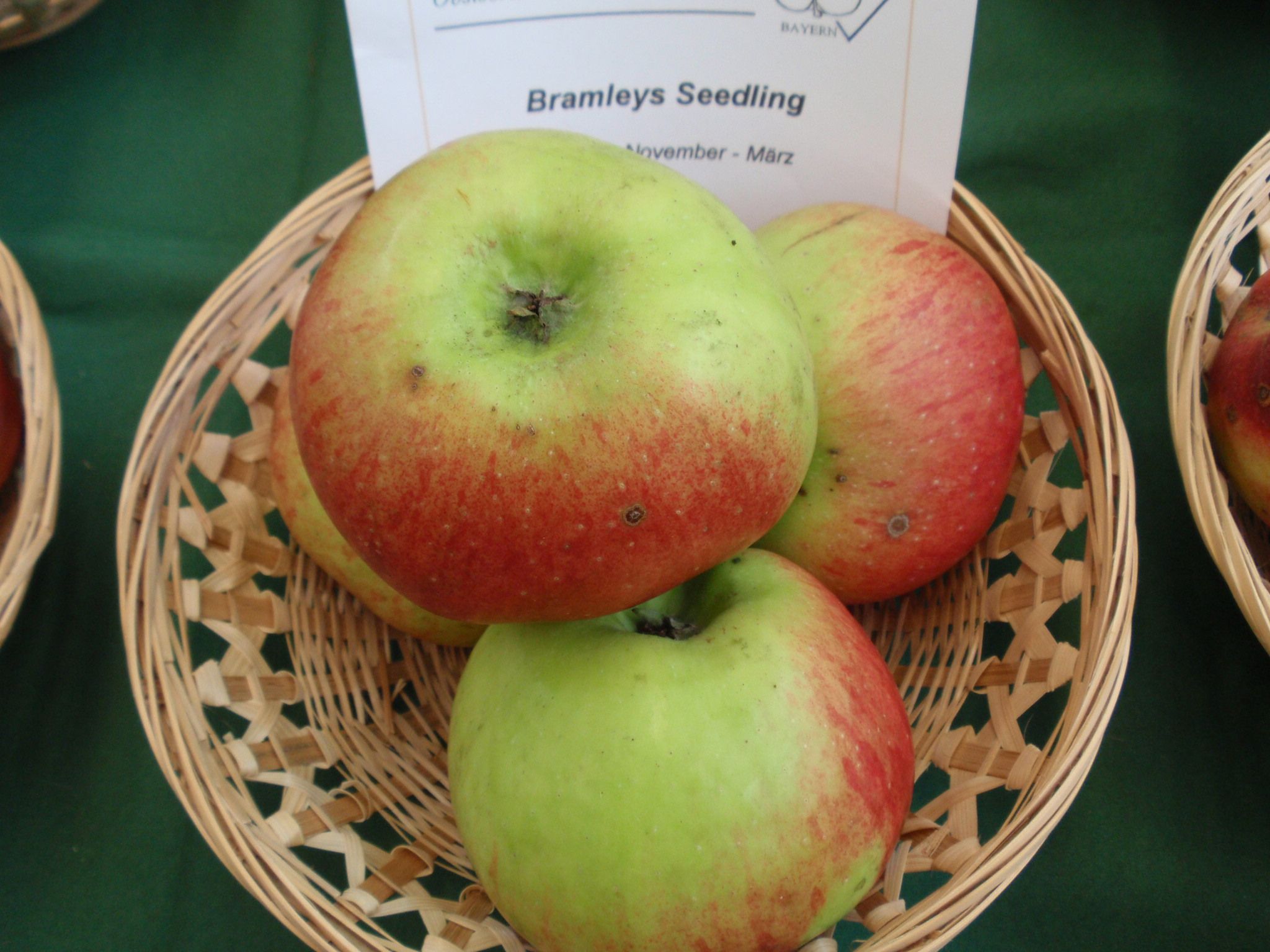 Malus 'Bramleys Sämling'               CAC