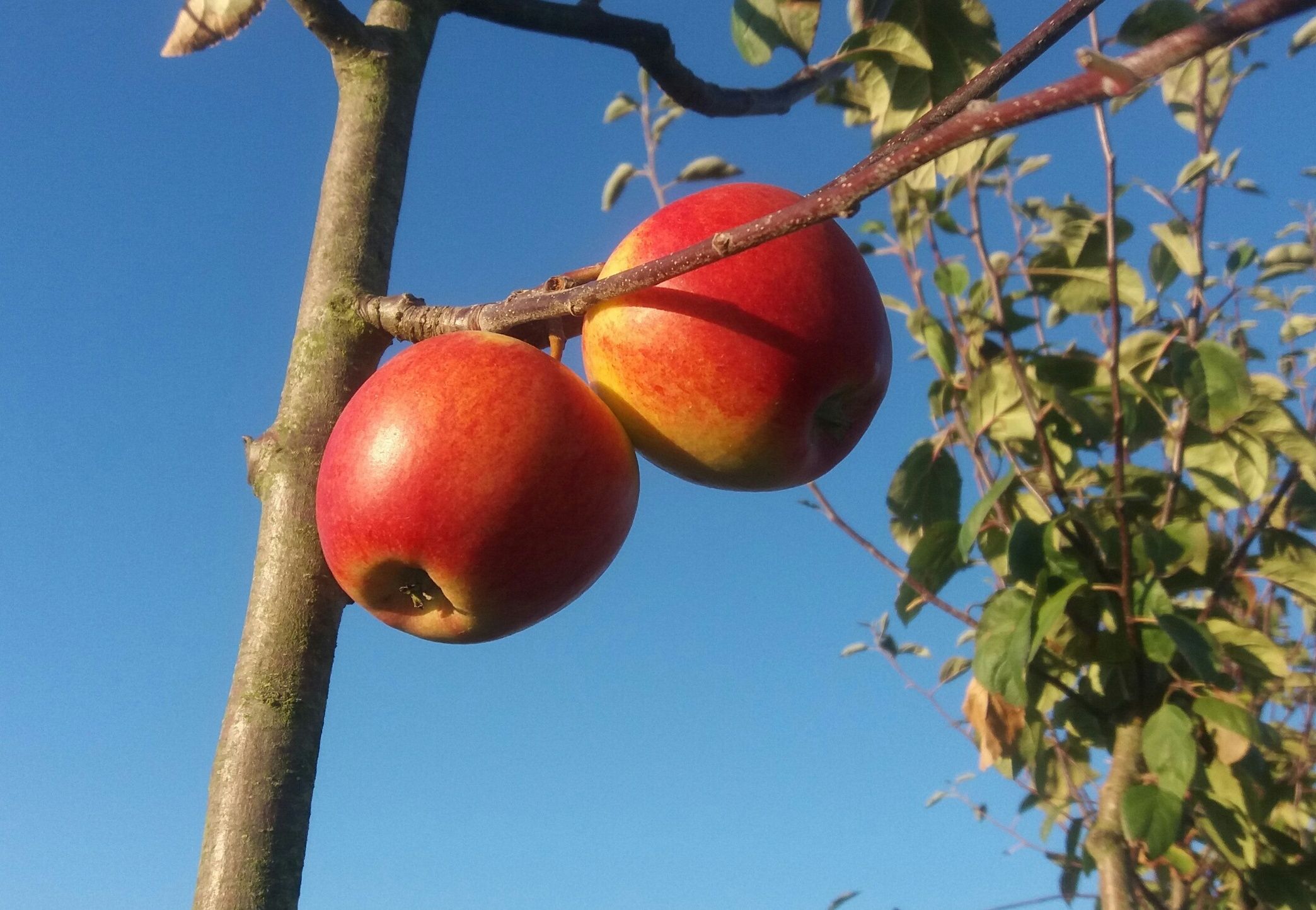 Malus 'Börtlinger Weinapfel'           CAC