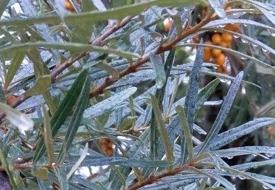 Hippophae rhamnoides 'Pollmix'
