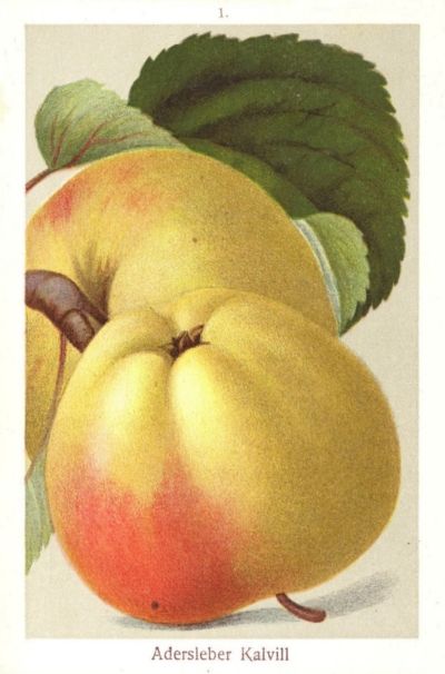 Malus 'Adersleber Kalvill'             CAC