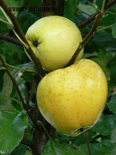Malus 'Gelber Richard'                 CAC