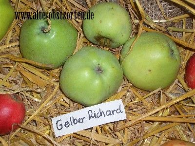 Malus 'Gelber Richard'                 CAC