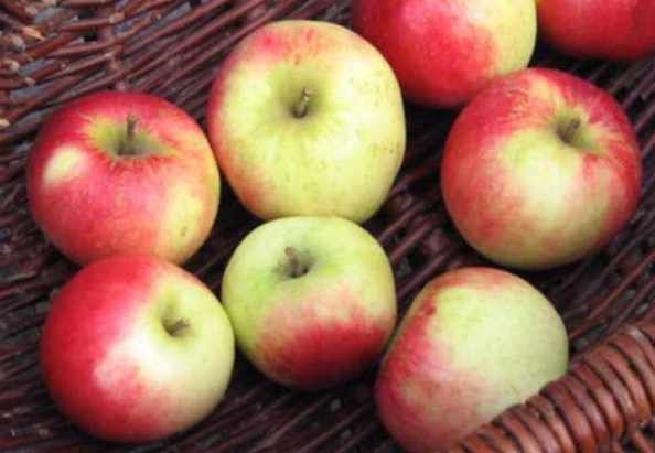 Malus 'Gascoynes Scharlachroter'       CAC