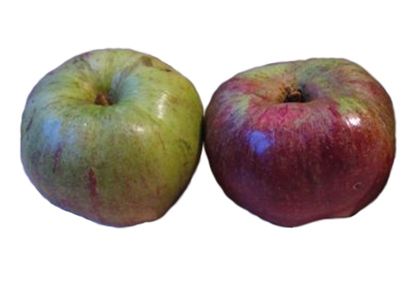 Malus 'Hilde'                          CAC