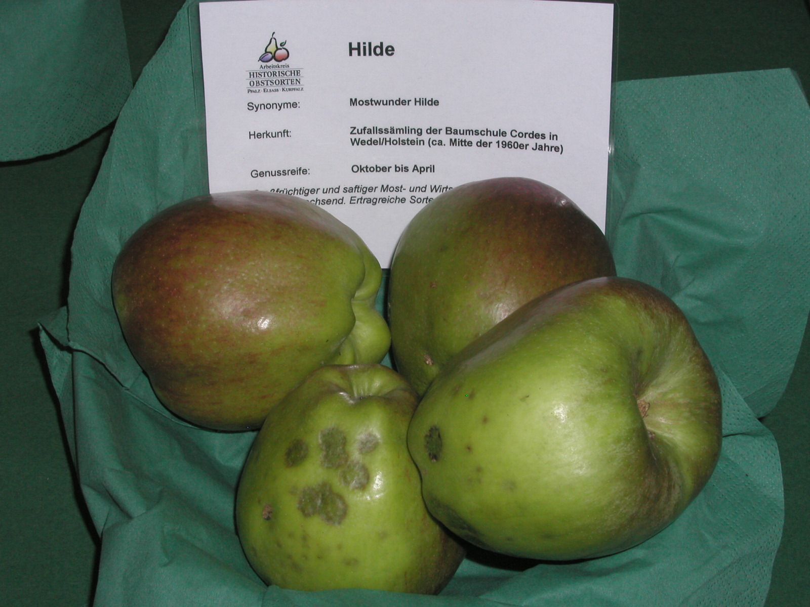 Malus 'Hilde'                          CAC