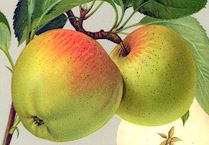 Malus 'Harberts Renette'               CAC