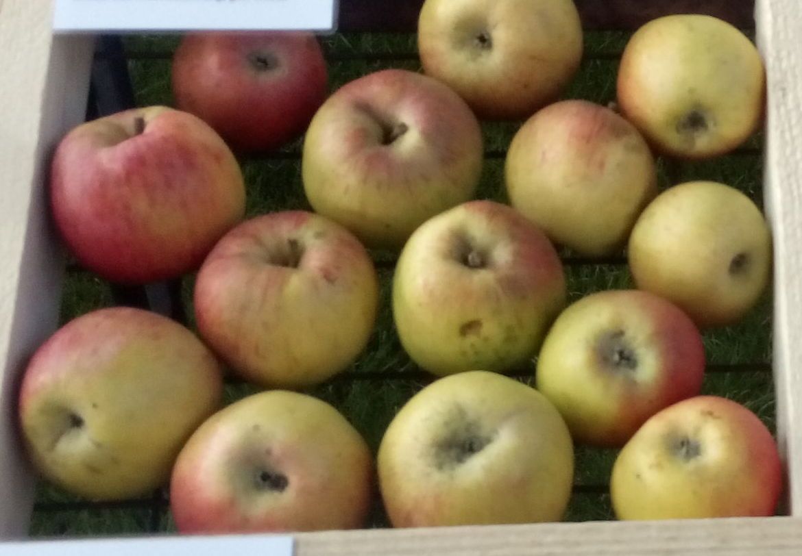 Malus 'Rheinischer Krummstiel'         CAC