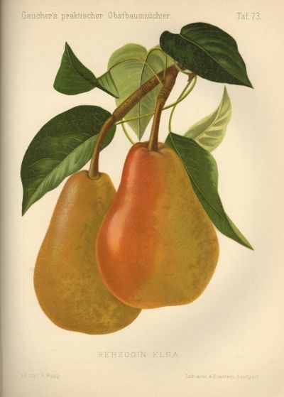 Pyrus com.'Herzogin Elsa'              CAC