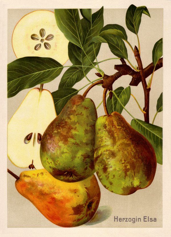 Pyrus com.'Herzogin Elsa'              CAC
