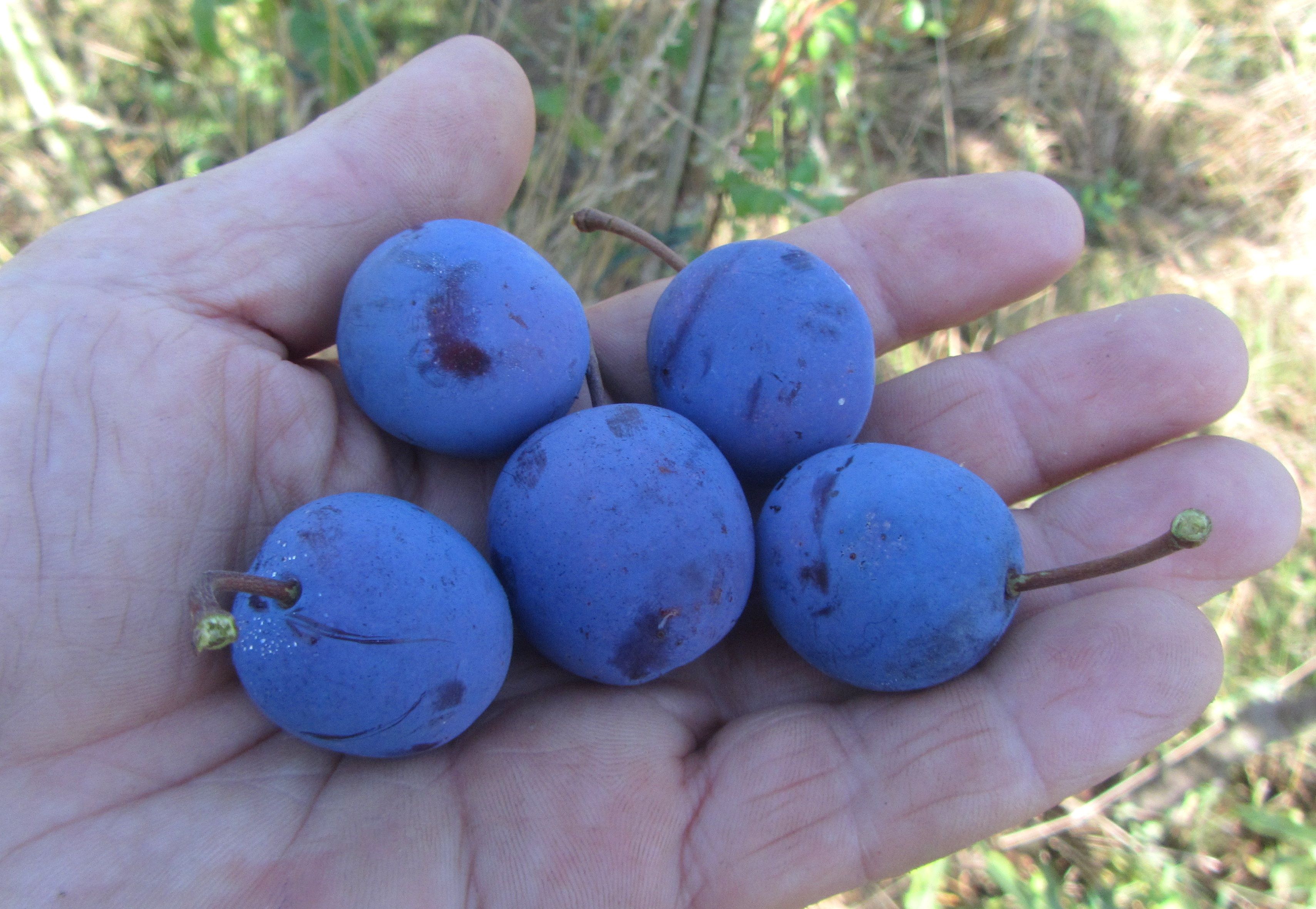 Prunus dom.'Kirkespflaume'             CAC