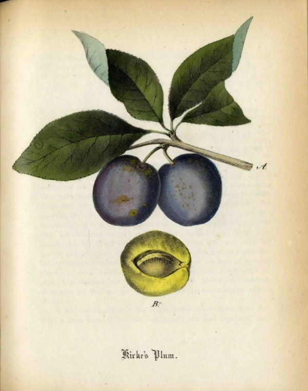 Prunus dom.'Kirkespflaume'             CAC