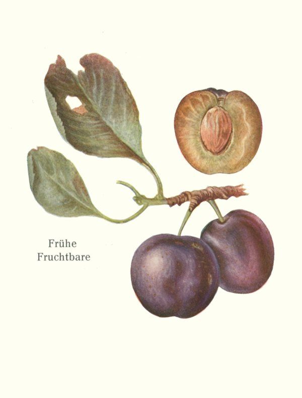 Prunus dom.'Frühe Fruchtbare'          CAC