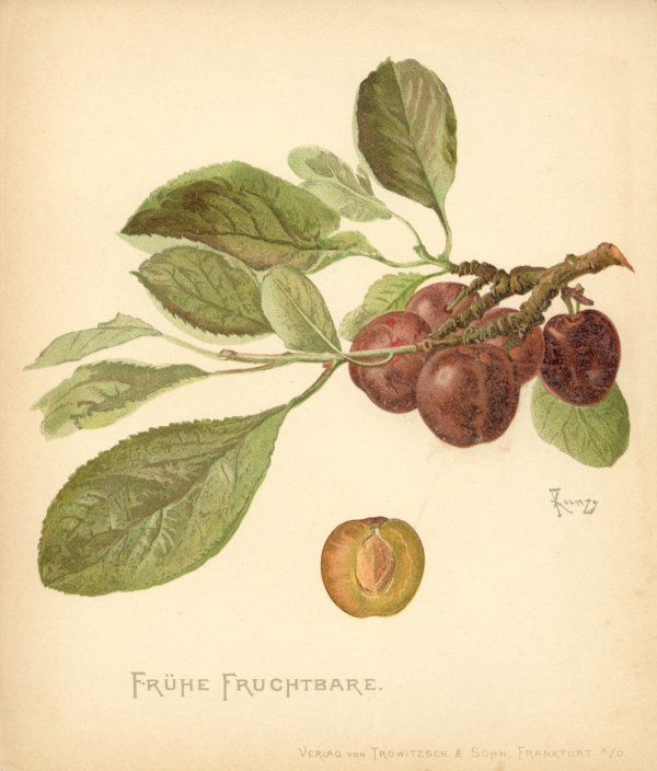 Prunus dom.'Frühe Fruchtbare'          CAC