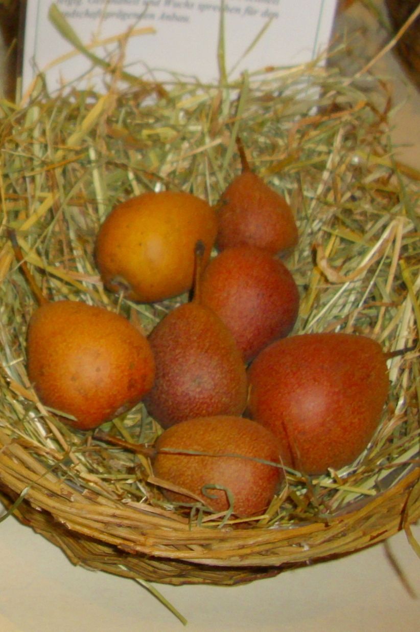 Pyrus com.'Nägeles Birne'            CAC