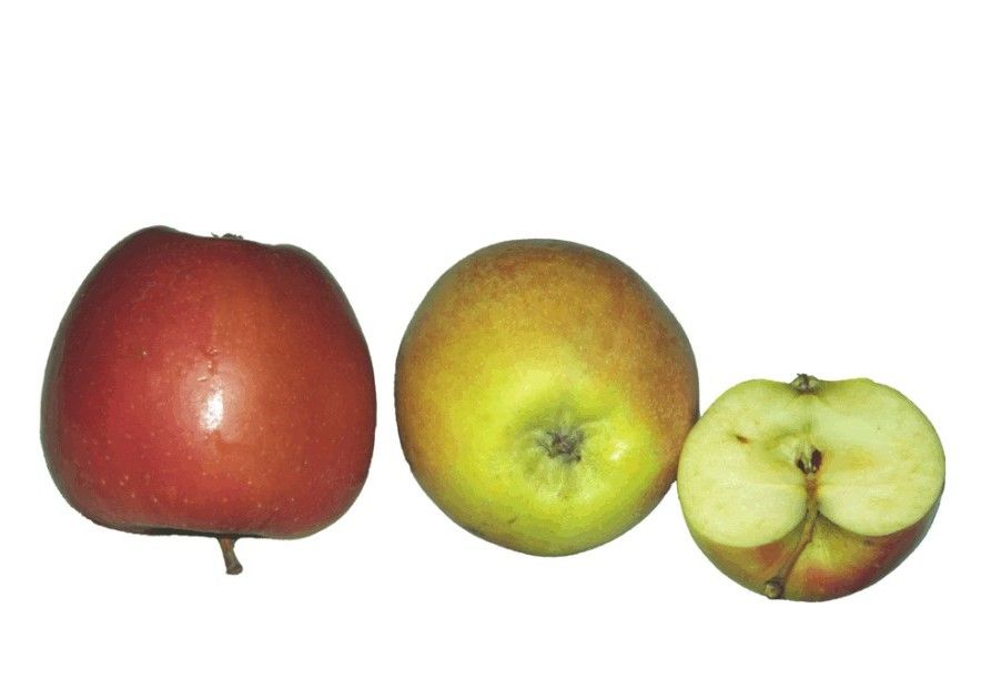 Malus 'Braeburn'                       CAC