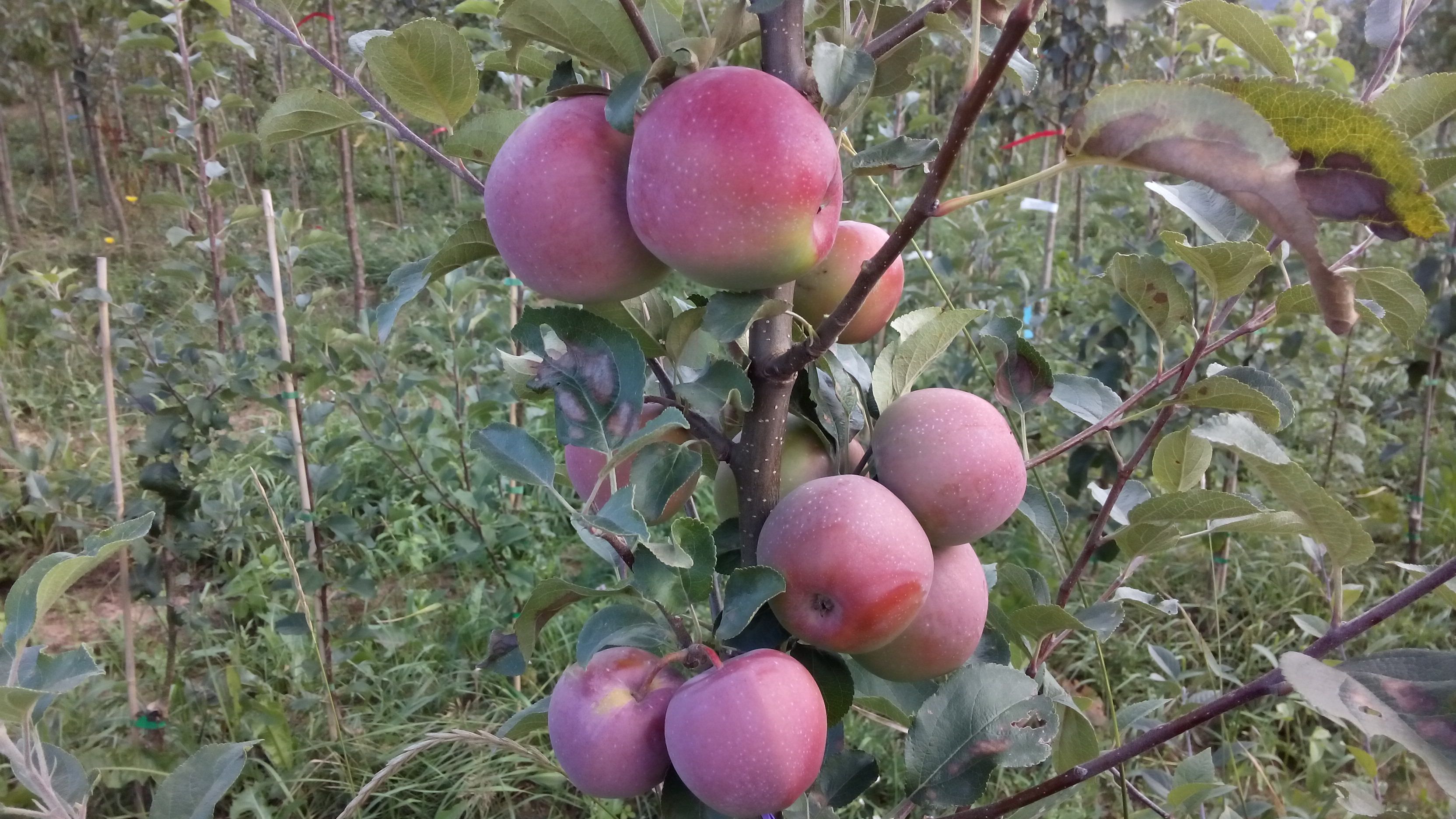 Malus 'Florina' (Syn. Querina)       CAC