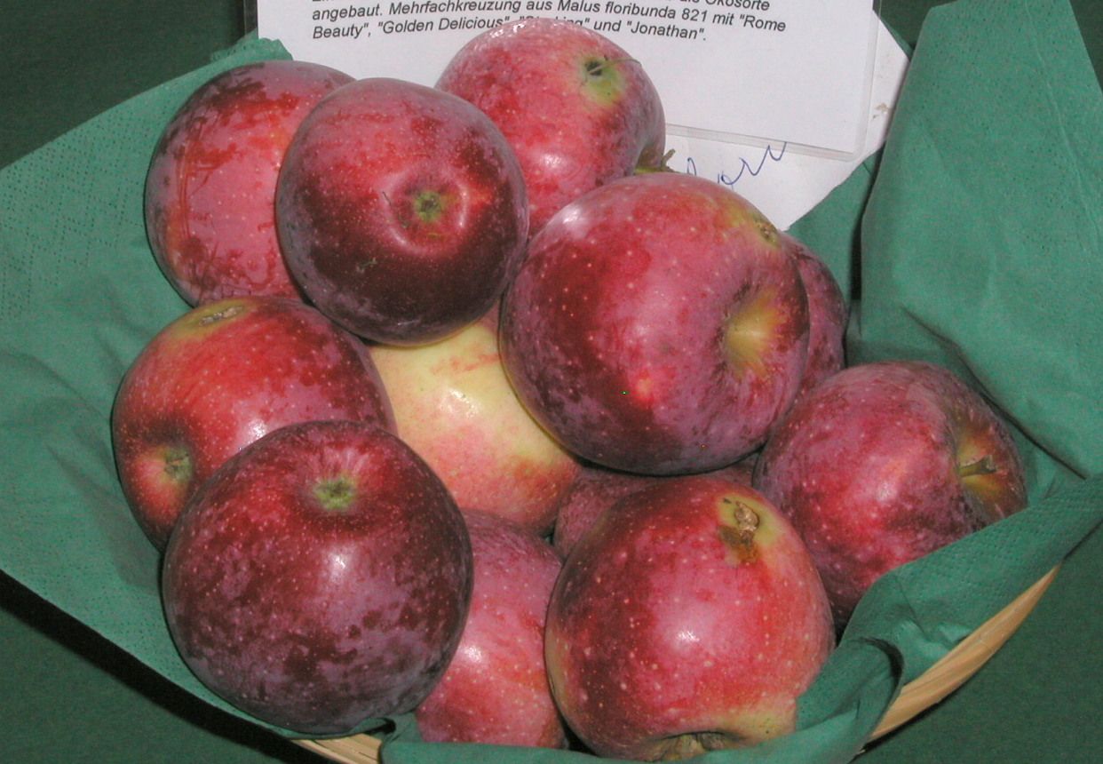 Malus 'Florina' (Syn. Querina)       CAC