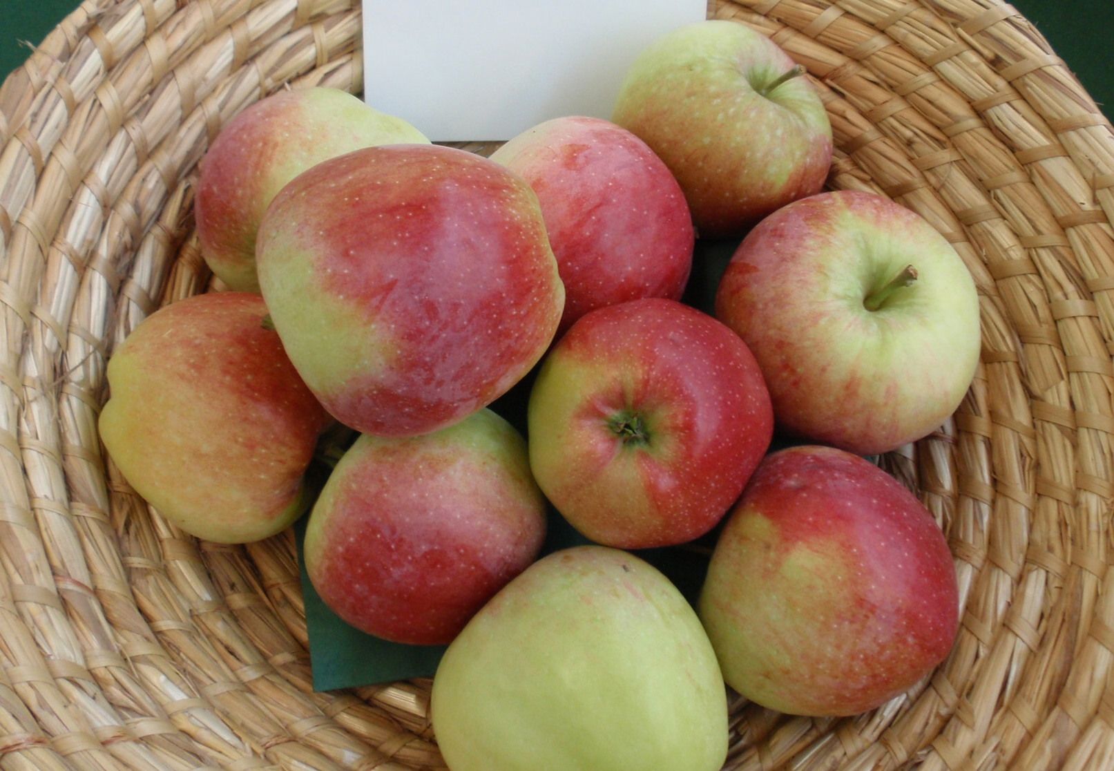 Malus 'Florina' (Syn. Querina)       CAC
