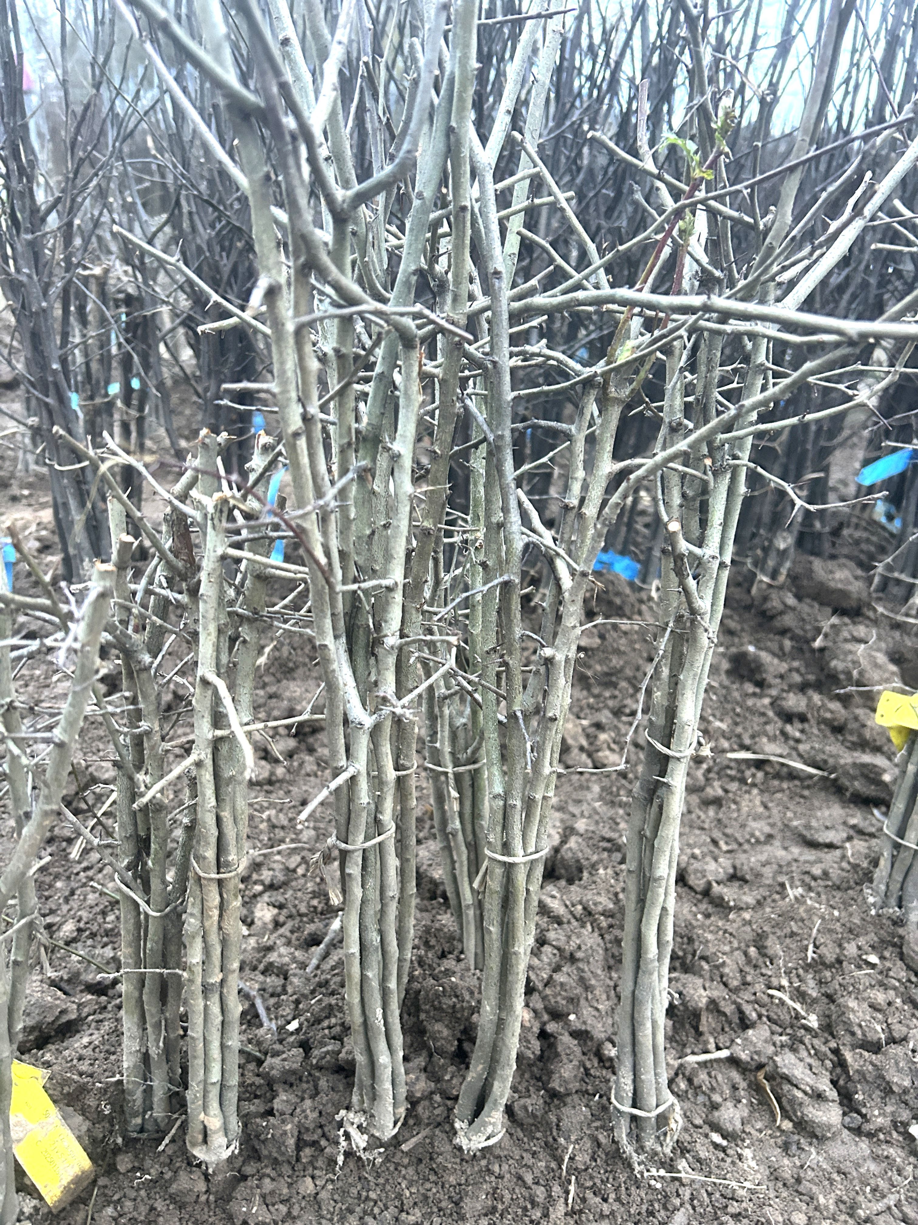Crataegus monogyna                     VgU