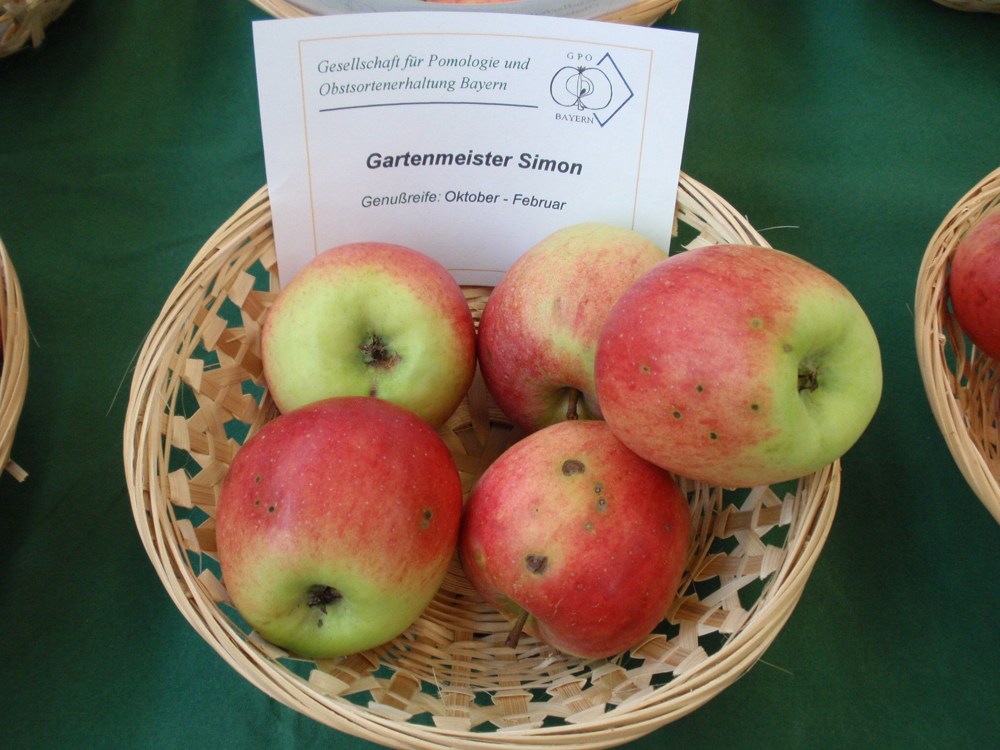Malus 'Gartenmeister Simon'            CAC