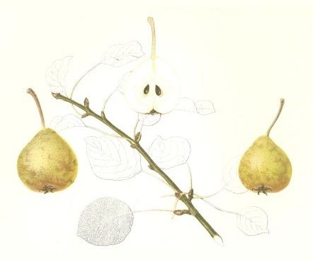 Pyrus com.'Sülibirne'                  CAC
