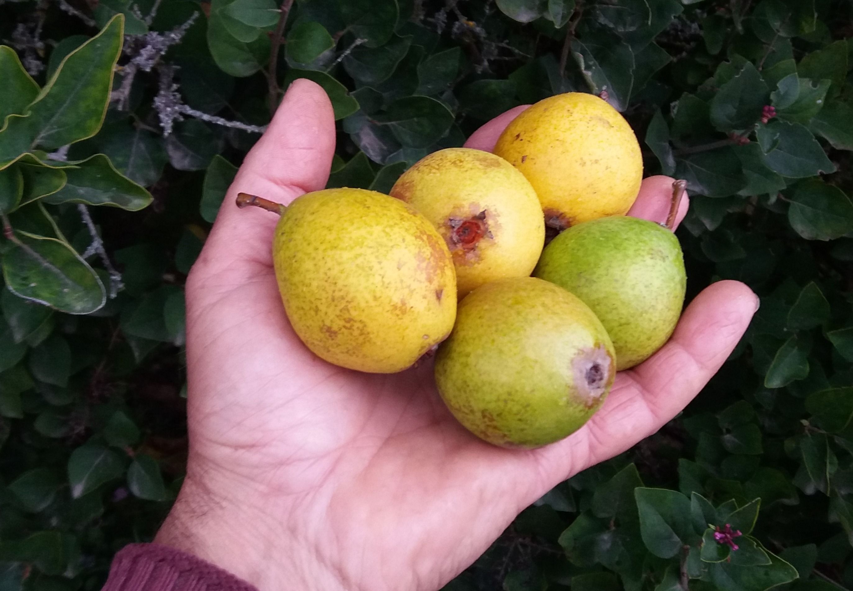 Pyrus com.'Wilde Eierbirne'            CAC