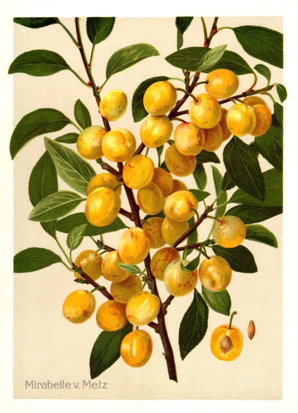 Prunus syr.'Mirabelle von Metz' *   CAC