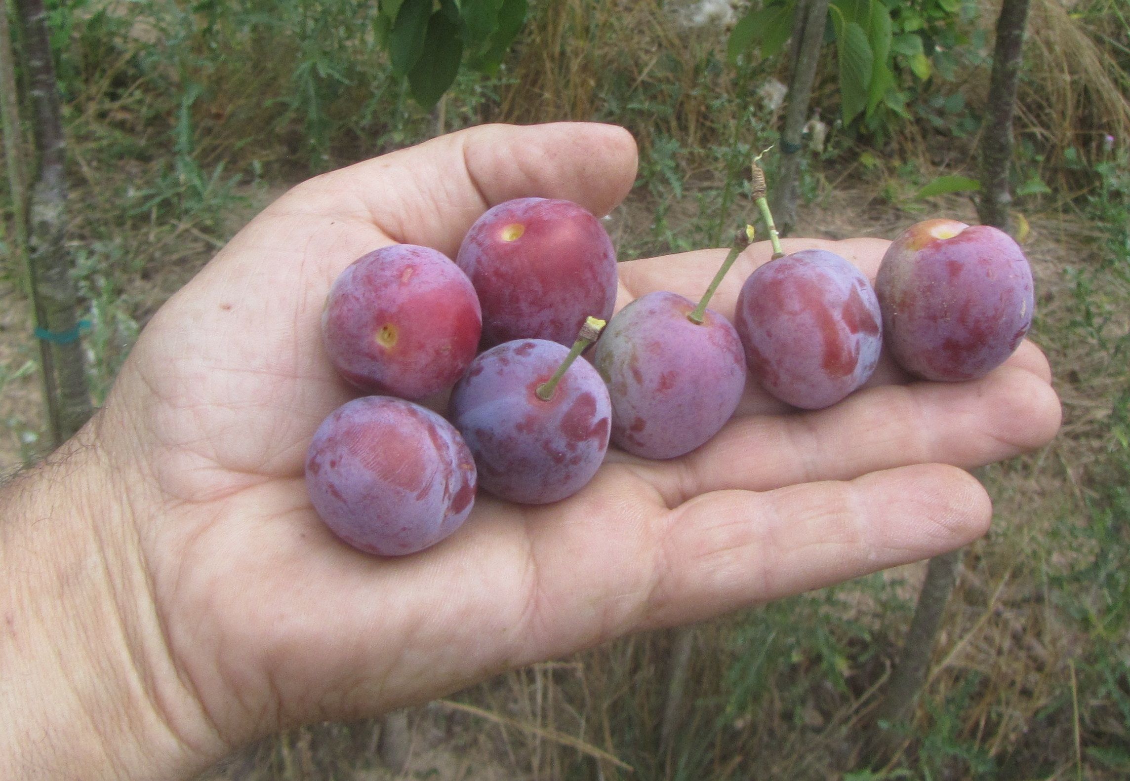 Prunus dom.'Löhrpflaume'               CAC