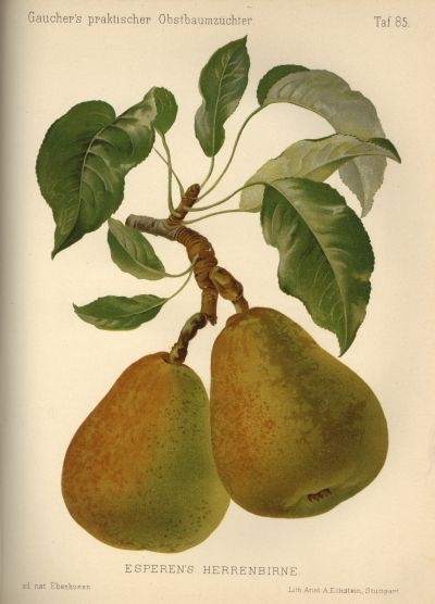 Pyrus com.'Esperens Herrenbirne'       CAC