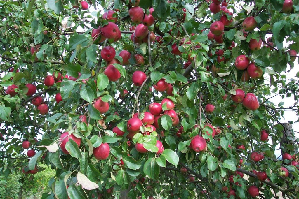 Malus 'Erbachhofer Weinapfel'          CAC