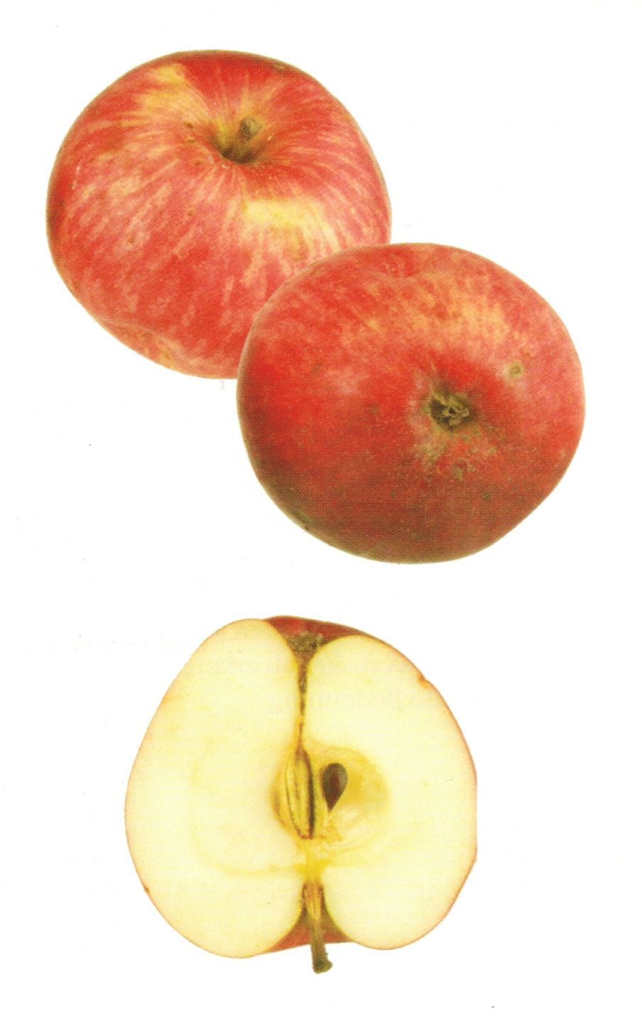 Malus 'Erbachhofer Weinapfel'          CAC