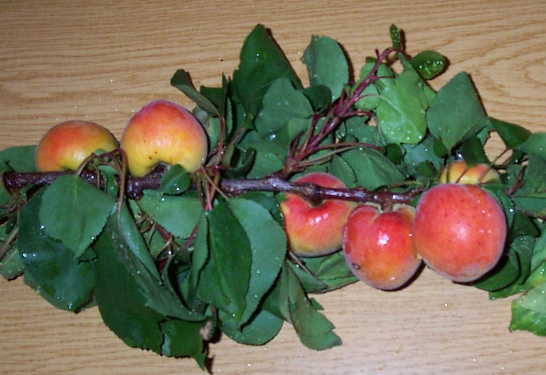 Prunus arm.'Mombacher Frühaprikose'    CAC