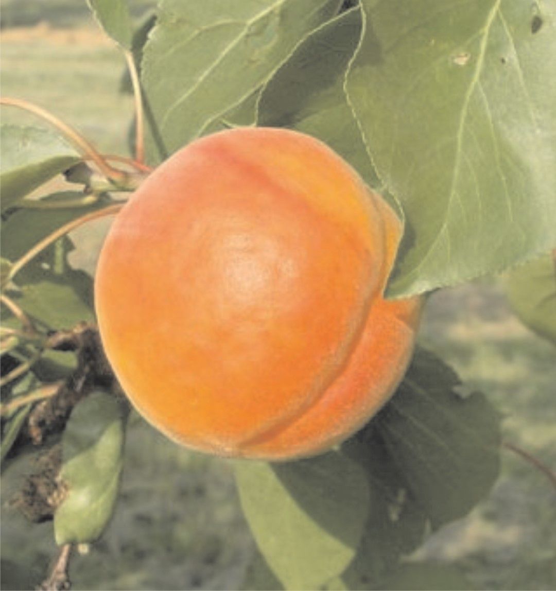 Prunus arm.'Orangered'  -R-            CAC