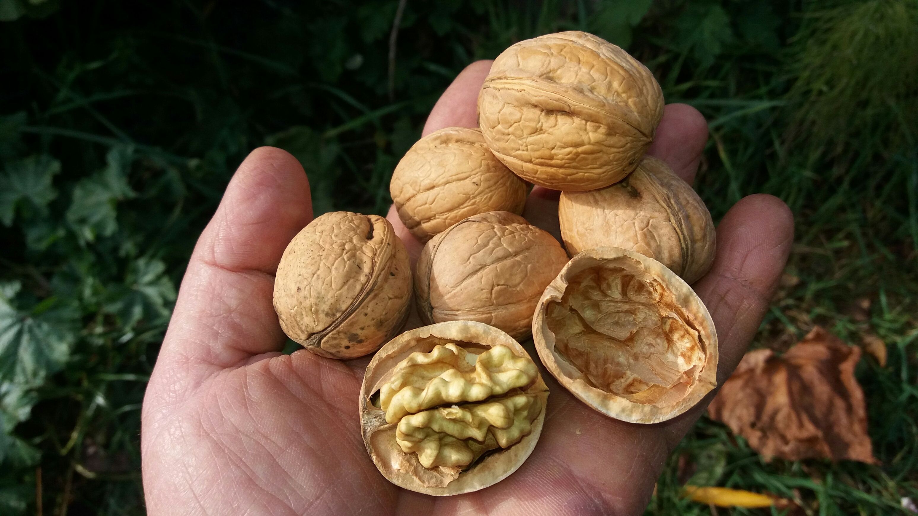 Juglans regia 'Kurmarker Walnuß' (Nr.1247) CAC