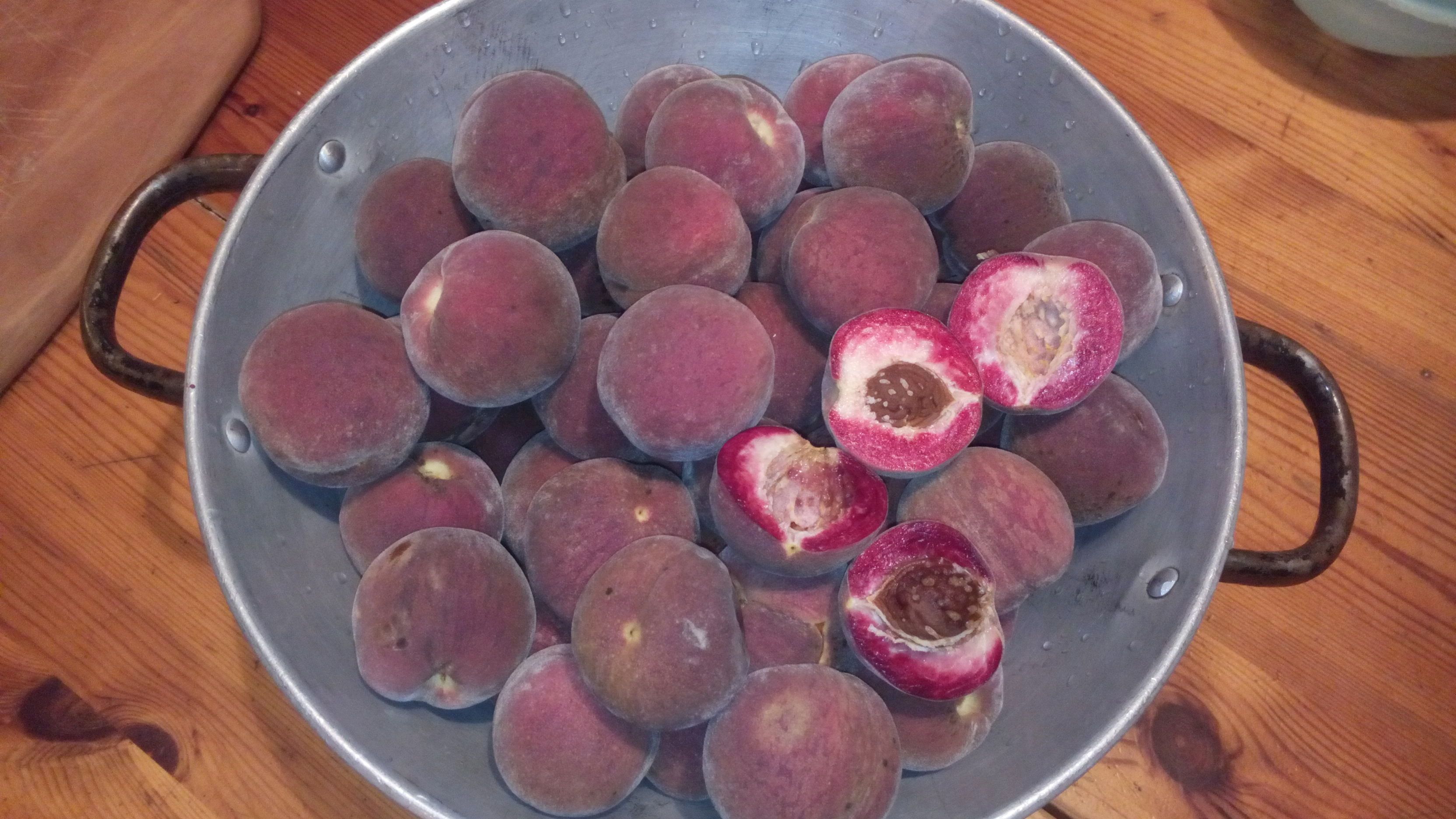 Prunus persica 'Roter Weinbergspfirsich' CAC
