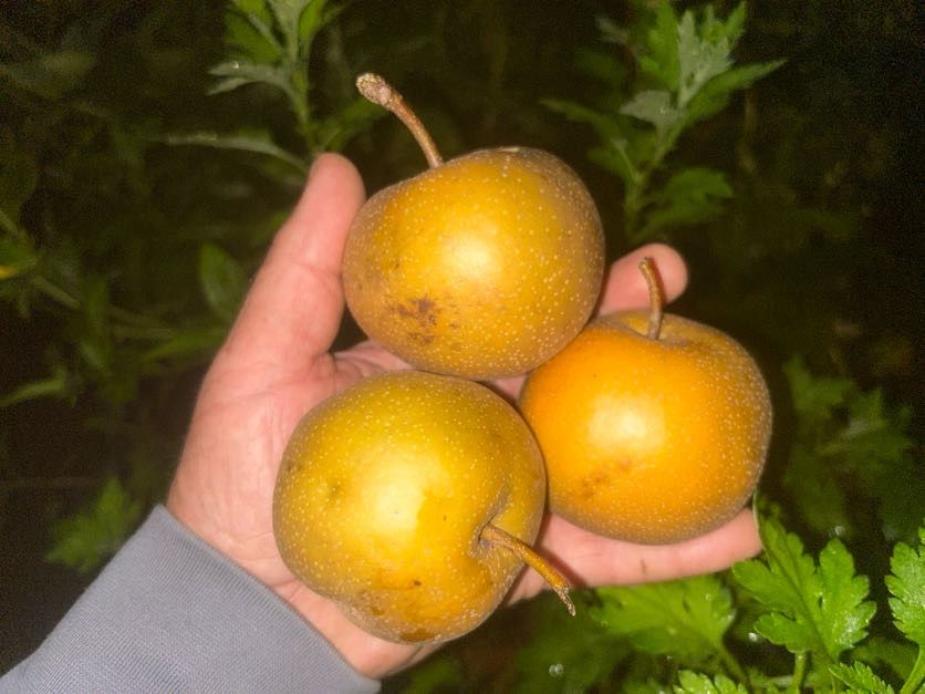 Pyrus pyrifolia 'Kosui'                 CAC