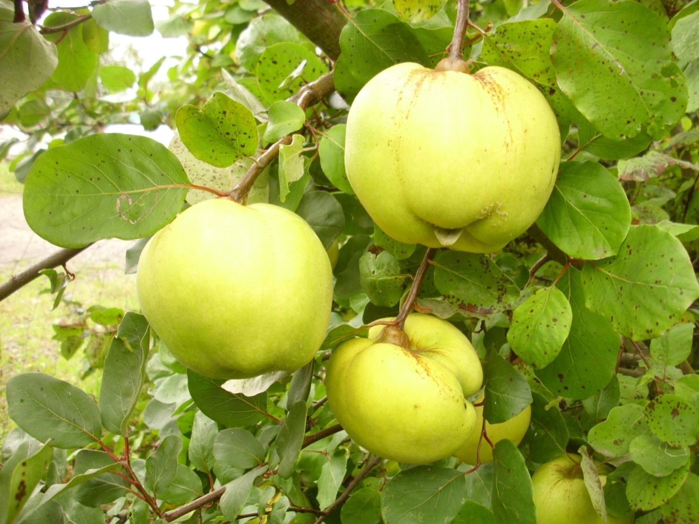 Cydonia 'Konstantinopeler Apfelquitte'  CAC