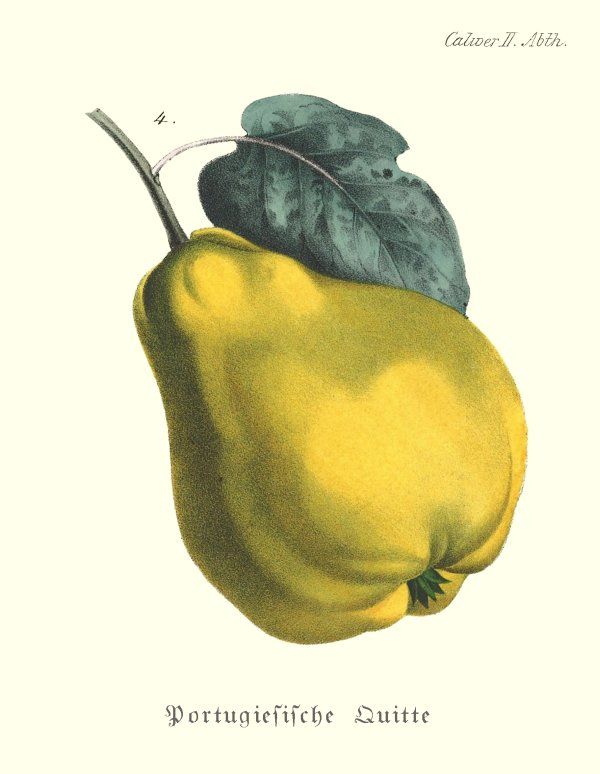 Cydonia 'Portugiesische Birnenquitte'  CAC