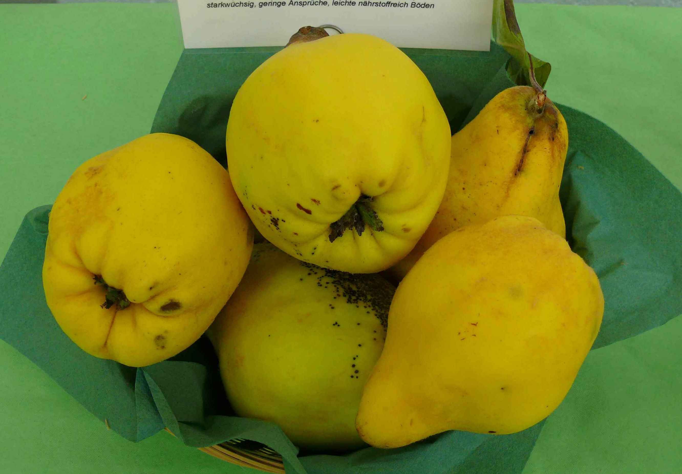 Cydonia 'Vranja'                       CAC