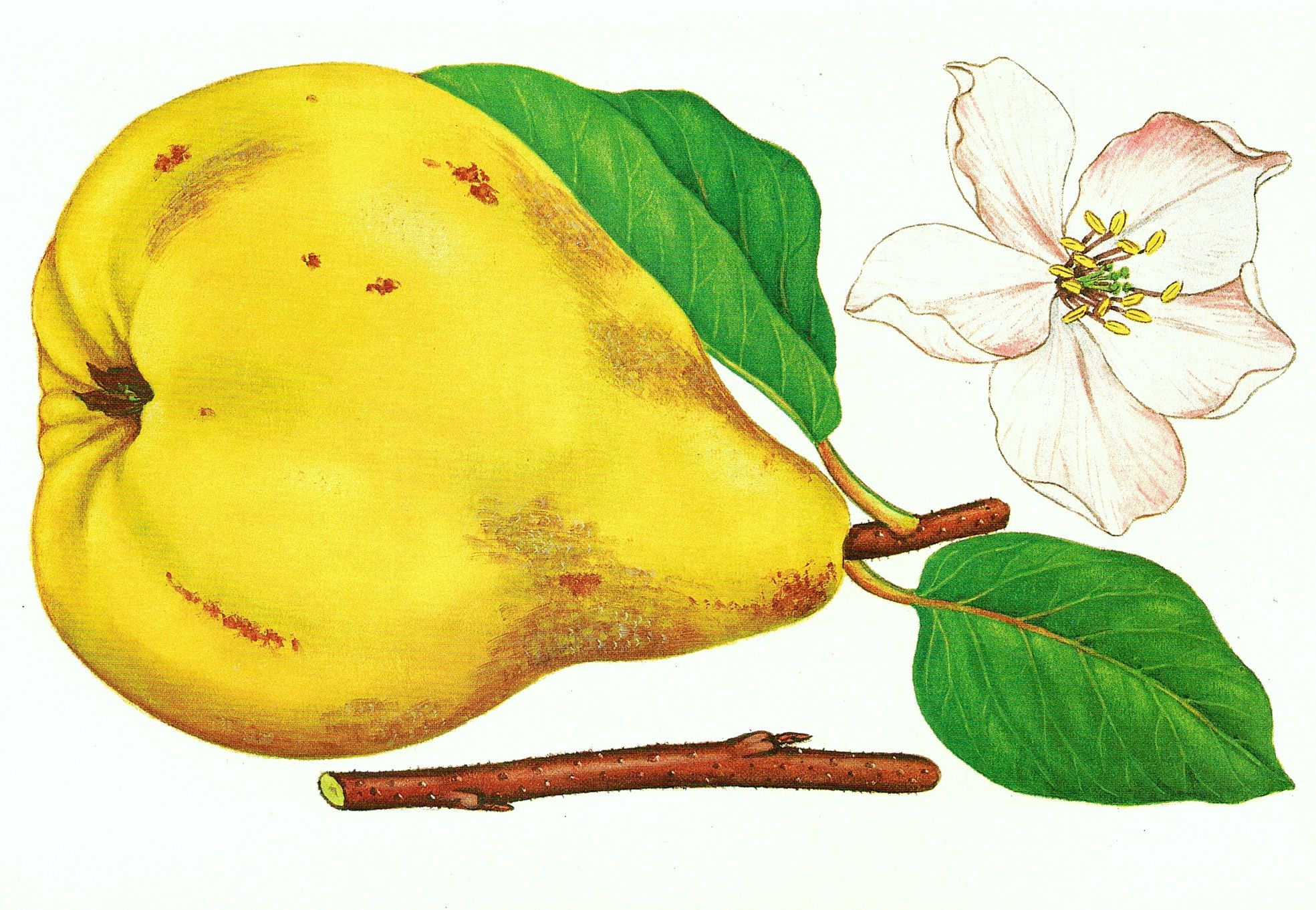 Cydonia 'Vranja'                       CAC
