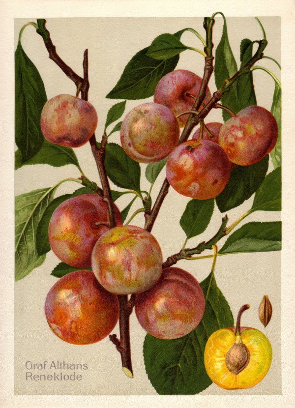 Prunus ital.'Graf Althans Reneklode'     CAC
