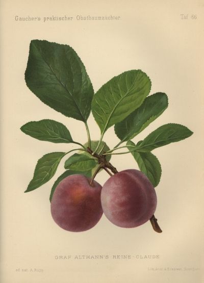 Prunus ital.'Graf Althans Reneklode'     CAC
