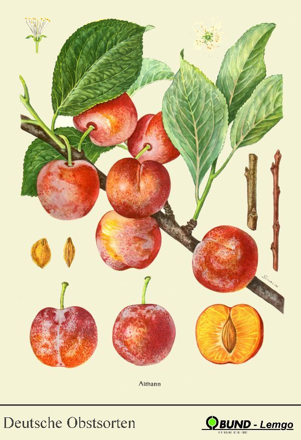 Prunus ital.'Graf Althans Reneklode'     CAC