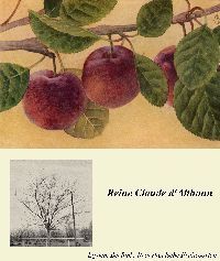 Prunus ital.'Graf Althans Reneklode'     CAC