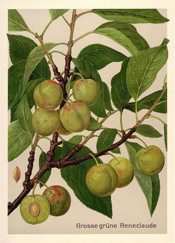 Prunus ital.'Große Grüne Reneklode'      CAC