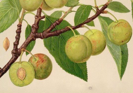 Prunus ital.'Große Grüne Reneklode'      CAC