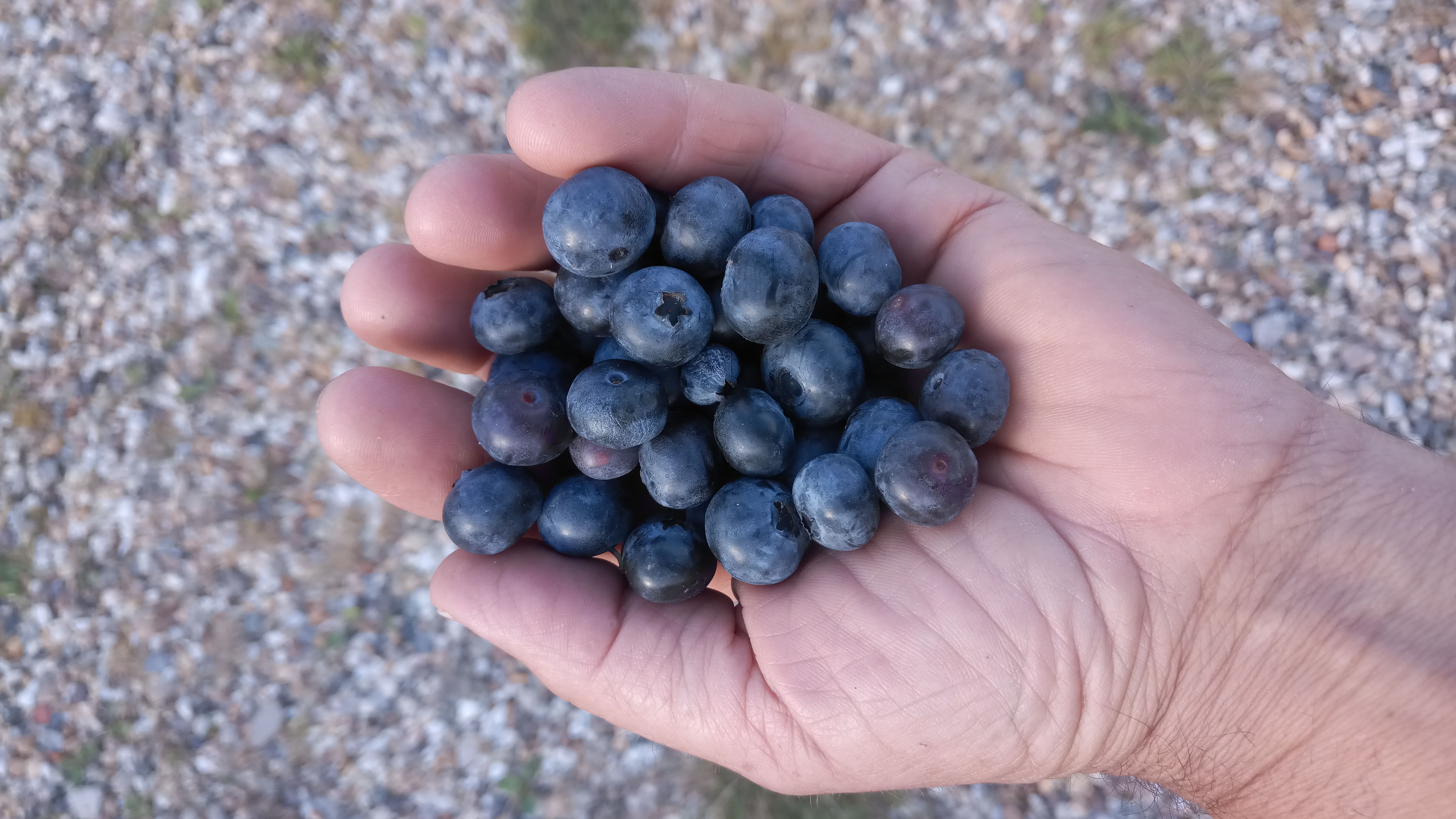 Vaccinium corymb.'Patriot'