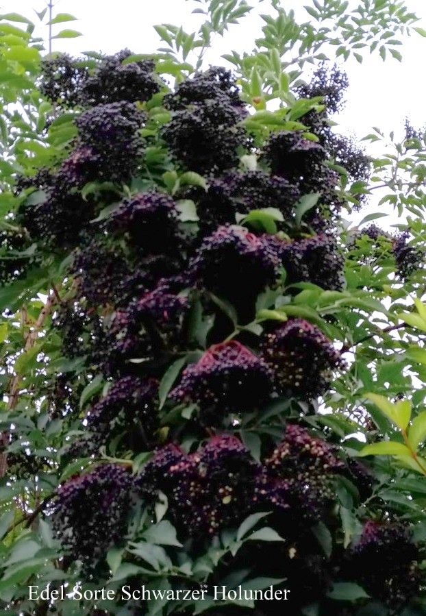 Sambucus nigra 'Haschberg'